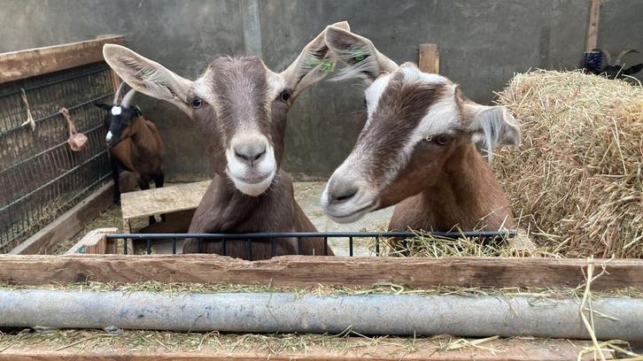 Twee lieve, genetisch hoornloze geiten – Guus & Toos, Dieren en Toebehoren, Schapen, Geiten en Varkens, Geit, Vrouwelijk, 0 tot 2 jaar