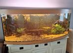 Compleet aquarium met veel (nieuw) extra's zo goed als nieuw, Ophalen, Zo goed als nieuw, Gevuld zoetwateraquarium