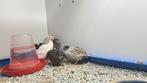 Chinese kwartels. Hennen en hanen., Dieren en Toebehoren, Pluimvee, Meerdere dieren, Overige soorten