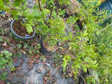 2 blauwe bessen planten Blue crop beschikbaar voor biedingen