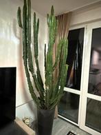 Grote Euphorbia Cactus - 220cm, 200 cm of meer, Ophalen of Verzenden, In pot, Cactus