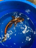 Mizuho koi japanse koi koikarper vis vissen vijver, Dieren en Toebehoren, Karper of Koi