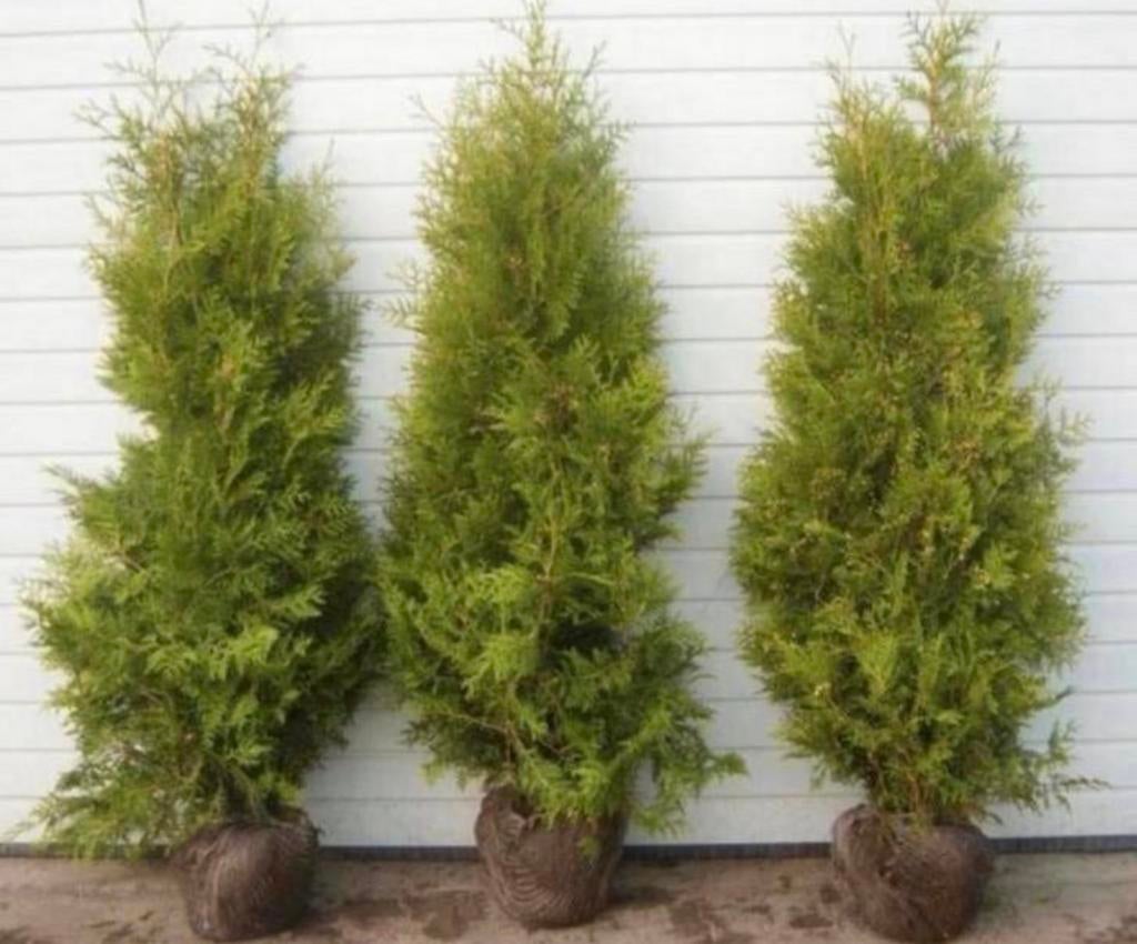 Coniferen‼️  AANBIEDING  ‼️, Tuin en Terras, Planten | Struiken en Hagen, Ophalen of Verzenden, Conifeer, 100 tot 250 cm