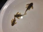L134 F1 3x 5.5cm Peckoltia compta, Vis, Zoetwatervis, Schoolvis