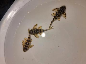 L134 F1 3x 5.5cm Peckoltia compta beschikbaar voor biedingen