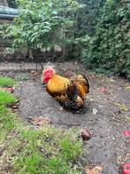 Cochin haan goud gezoomd mei 2024, Dieren en Toebehoren, Pluimvee, Mannelijk, Kip