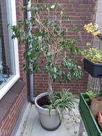 Ficus Benjamin, Huis en Inrichting, Kamerplanten, Ophalen, Ficus, 100 tot 150 cm, Halfschaduw