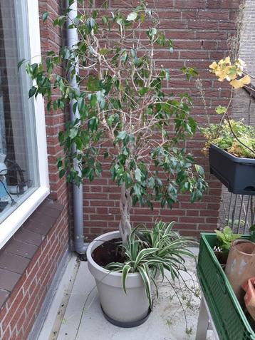 Ficus Benjamin  beschikbaar voor biedingen