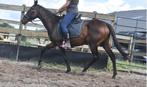8 jarige merrie, Merrie, Minder dan 160 cm, B, Gechipt