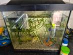 Aquarium beginner 35x22x35 lxbxh, Dieren en Toebehoren, Vissen | Aquaria en Toebehoren, Ophalen, Zo goed als nieuw, Gevuld zoetwateraquarium