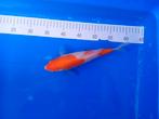 Te koop prachtige Kohaku 30 a 35 cm, Dieren en Toebehoren, Vissen | Vijvervissen, Karper of Koi