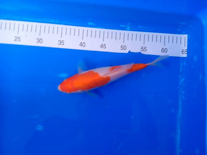 Te koop prachtige Kohaku 30 a 35 cm, Dieren en Toebehoren, Vissen | Vijvervissen, Karper of Koi