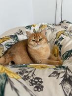 Mooie Brits korhaar meisje, Dieren en Toebehoren, Katten en Kittens | Raskatten | Korthaar, Poes