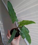 Alocasia Lauterbachiana Variegata, Ophalen of Verzenden, Overige soorten, Minder dan 100 cm