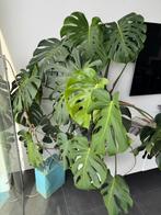 Monstera XL | 120cm | Ø30 | Gatenplant, Ophalen, 100 tot 150 cm, Overige soorten, Halfschaduw