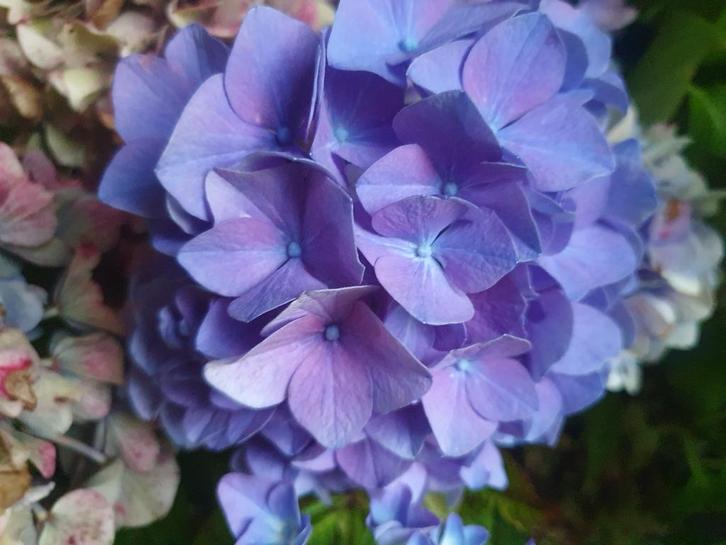 Hydrangea macrophylla 'Bodensee' Hortensia bolvormig Blauw, Tuin en Terras, Planten | Struiken en Hagen, Struik, Hortensia, Ophalen of Verzenden