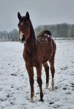 Arabisch Arabier te koop, Minder dan 160 cm, Gechipt, Dressuurpaard, 0 tot 2 jaar