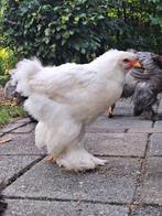 Brahma haan, wit, Dieren en Toebehoren, Pluimvee, Mannelijk, Kip