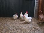 3 mooie wit kriel kippen met een haan, Dieren en Toebehoren, Pluimvee, Meerdere dieren, Kip