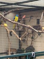 Turquoisine man, Dieren en Toebehoren, Vogels | Parkieten en Papegaaien, Mannelijk, Parkiet