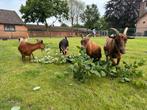 Lieve dwerggeitjes op zoek naar het beste huisje, Meerdere dieren, Geit, 3 tot 5 jaar
