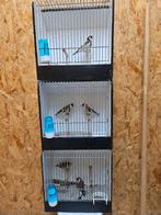 Major putters wildkleur, Dieren en Toebehoren, Vogels | Overige Vogels, Meerdere dieren, Wildzangvogel, Geringd