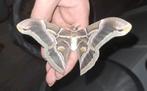 Eitjes Hemelboomvlinder, Dieren en Toebehoren, Insecten en Spinnen