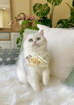 👑 EXCLUSIEVE VIVA VOGUE SILVER SHADED 💕, Dieren en Toebehoren, Poes, Met stamboom, 0 tot 2 jaar