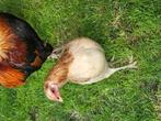 Araucana bolstaart hennen,tarwe kleur,groene eieren, Dieren en Toebehoren, Pluimvee, Vrouwelijk, Kip