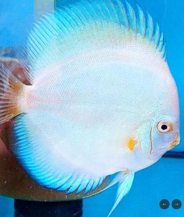 Discus Wintermoon 6 cm - Siner - Koidreams beschikbaar voor biedingen