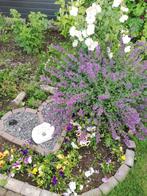 Kattenkruid, Ophalen of Verzenden, Voorjaar, Volle zon, Zaad