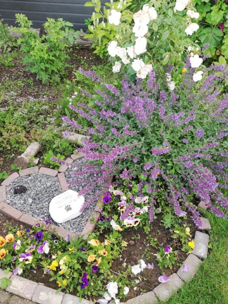 Kattenkruid, Tuin en Terras, Bloembollen en Zaden, Zaad, Voorjaar, Volle zon, Ophalen of Verzenden