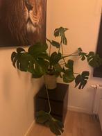 Kamerplant mooie grote gezonde monstera deliciosa, Ophalen, Halfschaduw, Minder dan 100 cm
