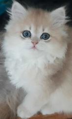 Britse Korthaar/ Langhaar stamboom blue golden silver shaded, Dieren en Toebehoren, Katten en Kittens | Raskatten | Korthaar, Meerdere dieren