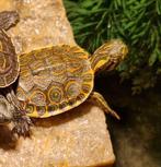 jonge Belize schildpad, Dieren en Toebehoren, Reptielen en Amfibieën, Schildpad