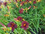 Hemerocalis starling, Tuin en Terras, Planten | Tuinplanten, Ophalen of Verzenden, Zomer, Overige soorten, Volle zon