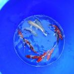 Beide paasdagen geopend Koi Selected 16-20 cm €53.50, Dieren en Toebehoren, Vissen | Vijvervissen, Karper of Koi