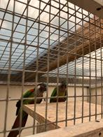 Pyrrhura koppel picta picta, Dieren en Toebehoren, Vogels | Parkieten en Papegaaien, Meerdere dieren, Parkiet