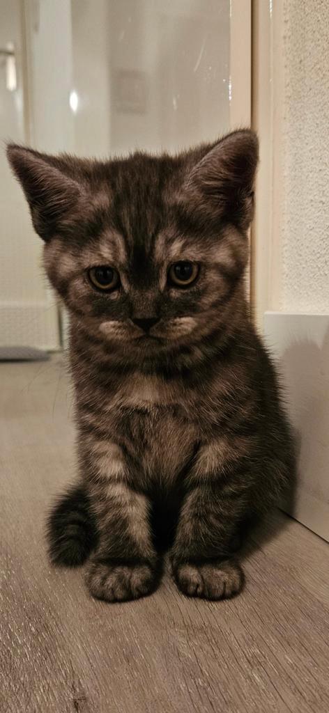 Kittens brits korthaar, Dieren en Toebehoren, Katten en Kittens | Raskatten | Korthaar, Kater, 0 tot 2 jaar, Ontwormd