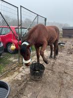 Verzorger gezocht Warmond, Dieren en Toebehoren, Paarden en Pony's | Verzorgingsproducten, Ophalen of Verzenden