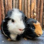 Cavia beren Moffel & Balto, Dieren en Toebehoren, Knaagdieren, Mannelijk, Cavia, Voor 1 juli 2024, Tam