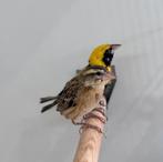 Napoleon wevers, Meerdere dieren