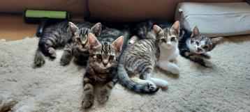 Kittens ter overname (4) beschikbaar voor biedingen