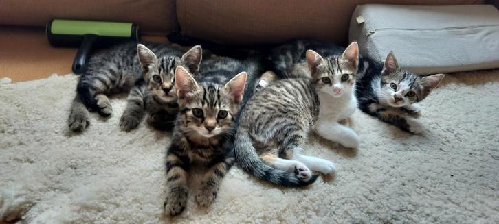 Kittens ter overname (4), Dieren en Toebehoren, Katten en Kittens | Overige Katten, Meerdere dieren