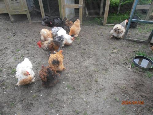 broedeieren van de cochin., Dieren en Toebehoren, Pluimvee, Kip, Geslacht onbekend