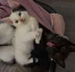 Nog één kitten beschikbaar!, Dieren en Toebehoren, Meerdere dieren, Kortharig, 0 tot 2 jaar