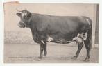 Koeien.  Veeteelt., Verzenden, Voor 1920, Gelopen, Overige thema's