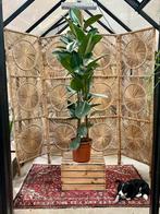 Ficus Robusta 160 cm, Huis en Inrichting, Kamerplanten, Ophalen of Verzenden