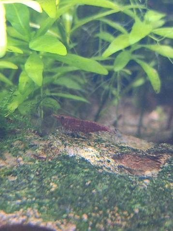 Garnalen rood beschikbaar voor biedingen