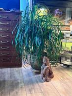 Olifantspoot plant, Huis en Inrichting, Ophalen, Halfschaduw, Minder dan 100 cm